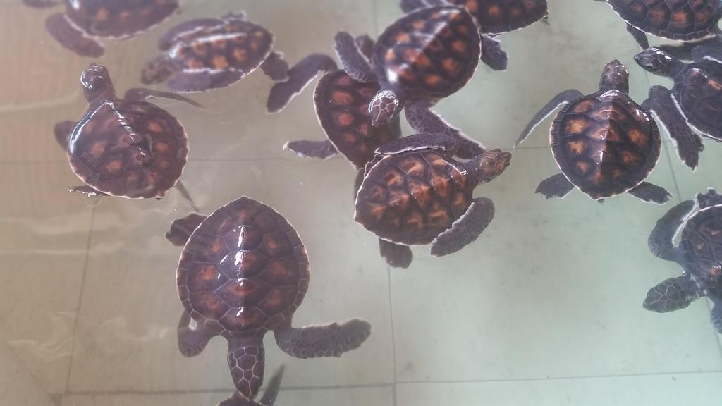 Kampung Meno Bungalows Gili Meno Luaran gambar